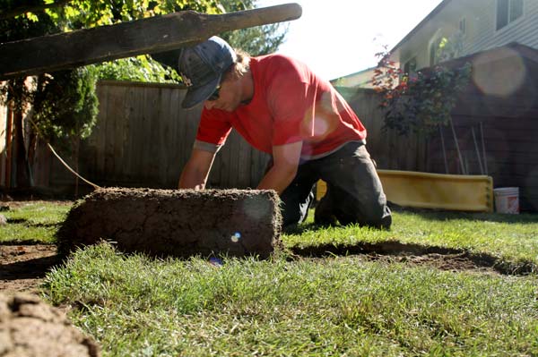 Jared White puts down strip of sod in the backyard. Sod is a strip of grass and soil used to quickly create lawns. (Mitch Thompson photo)
